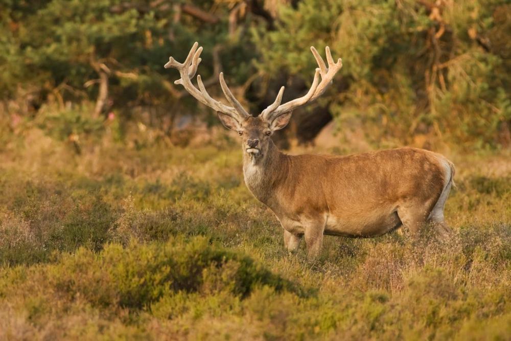 Natuurpark Hoefbos Boshuisje Veluwe Otterlo Kültér fotó